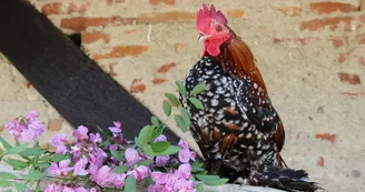 coq d'ornement coq d'ornement