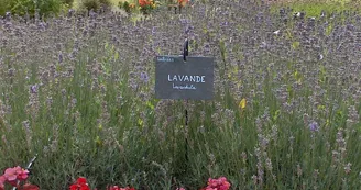 Jardin des plantes médicinales Jardin des plantes médicinales