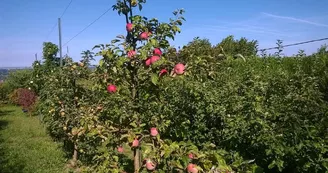 Verger-conservatoire des amis des arbres et de la nature de Vichy et sa région