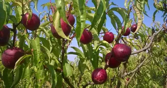 Verger-conservatoire des amis des arbres et de la nature de Vichy et sa région