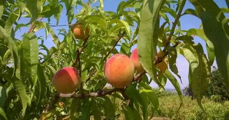 Verger-conservatoire des amis des arbres et de la nature de Vichy et sa région