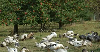 Canards en plein air