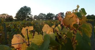 Domaine Grosbot Barbara