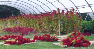 Fleurs séchées de Bayet