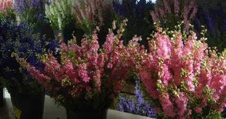 Fleurs séchées de Bayet