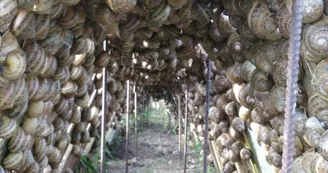 Élevage Escargots autrement Élevage Escargots autrement