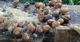 Escargots Escargots