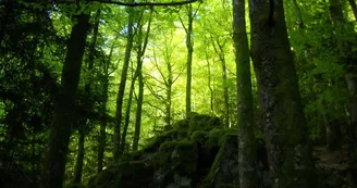 Sentier pédagogique du ruisseau ''Le Sapey'' Sentier pédagogique du ruisseau ''Le Sapey''