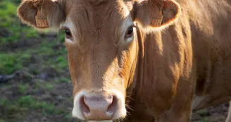 La "Vache Happy"