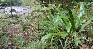 Espace Naturel Sensible de la Haute Vallée du Cher Espace Naturel Sensible de la Haute Vallée du Cher