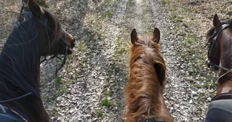 Balade à cheval entre Nièvre et Allier