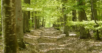 Trail   " La Bosse "
