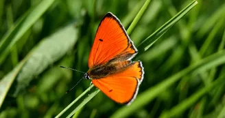 Réserve Naturelle du Val d'Allier