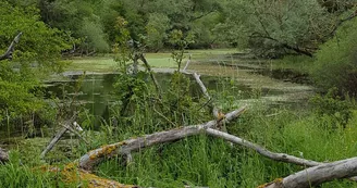 Réserve Naturelle du Val d'Allier