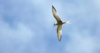 Réserve Naturelle du Val d'Allier