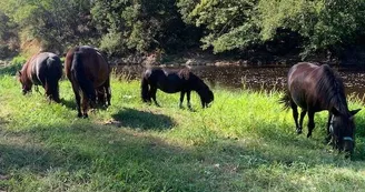 ADADA : Balades à poneys