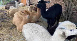 Alpagas et filature de l'Aubepierre
