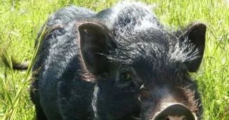 Marie à la ferme