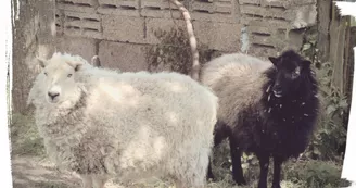 Marie à la ferme