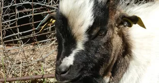 Marie à la ferme