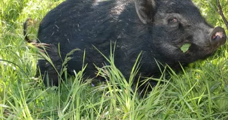 Marie à la ferme