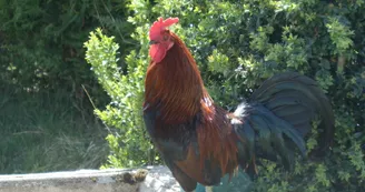 Marie à la ferme