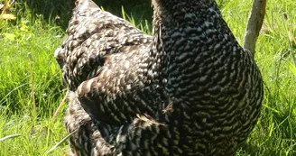 Marie à la ferme