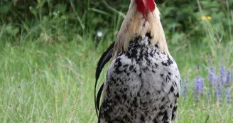 Marie à la ferme