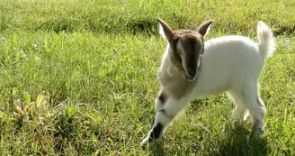Marie à la ferme