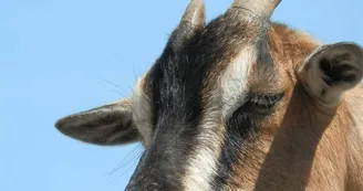 Marie à la ferme