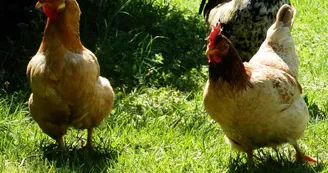 Marie à la ferme