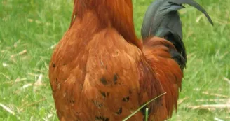 Marie à la ferme