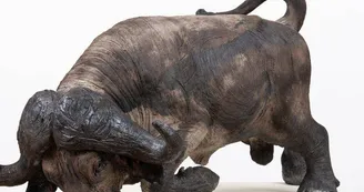 Tania Boucard - Sculptures animalières