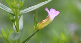 Réserve naturelle régionale du val de Loire bourbonnais