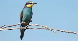 Réserve naturelle régionale du val de Loire bourbonnais