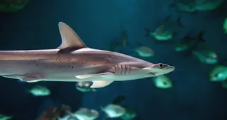Aquarium La Rochelle