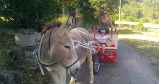 Randonnée avec un âne à la demie journée - Carab'âne
