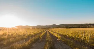 Domaine de Peyre Brune