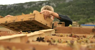Domaine de Peyre Brune