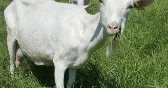 Ferme La chèvre blanche Ferme La chèvre blanche