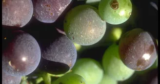 EARL les Limes