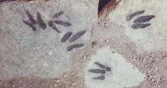 Sur les traces des premiers dinosaures Sur les traces des premiers dinosaures