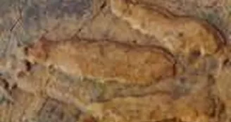 Sur les traces des premiers dinosaures Sur les traces des premiers dinosaures