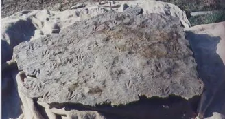 Sur les traces des premiers dinosaures Sur les traces des premiers dinosaures
