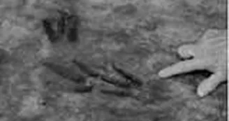 Sur les traces des premiers dinosaures Sur les traces des premiers dinosaures
