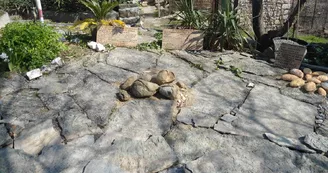 Sur les traces des premiers dinosaures Sur les traces des premiers dinosaures