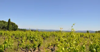 Scea Domaine du Chapitre