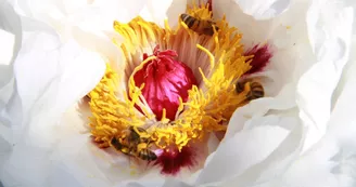 Jardin Paysager la Terre Pimprenelle Jardin Paysager la Terre Pimprenelle