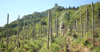 Domaine Rémy Nodin - La Beylesse