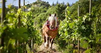 Domaine Rémy Nodin - La Beylesse